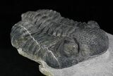Drotops Trilobite Fossil - Nice Eye Preservation #25831-3